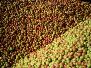 sidra