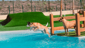 hotel perros